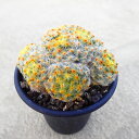 スキエ・デアエ マミラリア 多肉植物 ビザールプランツ サボテン アガベ 塊根植物 ユーフォルビア 寄せ植え インテリア 観葉植物 おしゃれ 雑貨