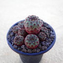 ラウシー スルコレブチア 多肉植物 ビザールプランツ サボテン アガベ 塊根植物 ユーフォルビア 寄せ植え インテリア 観葉植物 おしゃれ 雑貨