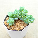 ペレスデラロサエ セダム 多肉植物 サボテン アガベ 塊根植物 ユーフォルビア 寄せ植え インテリア 観葉植物 おしゃれ 雑貨