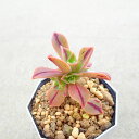レウコブレファラム アエオニウム 多肉植物 サボテン アガベ 塊根植物 ユーフォルビア 寄せ植え インテリア 観葉植物 おしゃれ 雑貨