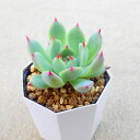 桃太郎 エケベリア 多肉植物 サボテン アガベ 塊根植物 ユーフォルビア 寄せ植え インテリア 観葉植物 おしゃれ