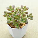 姫秋麗 グラプトペタルム 多肉植物 サボテン アガベ 塊根植物 ユーフォルビア 寄せ植え インテリア 観葉植物 おしゃれ 雑貨