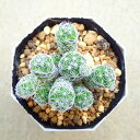 銀てまり マミラリア 多肉植物 サボテン アガベ 塊根植物 ユーフォルビア 寄せ植え インテリア 観葉植物 おしゃれ 雑貨