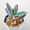 月兎耳 (つきとじ) カランコエ 多肉植物 サボテン アガベ 塊根植物 ユーフォルビア 寄せ植え インテリア 観葉植物 おしゃれ 雑貨