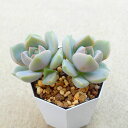 白牡丹 エケベリア 多肉植物 サボテン アガベ 塊根植物 ユーフォルビア 寄せ植え インテリア 観葉植物 おしゃれ 雑貨