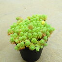 斑入りパリダム セダム 多肉植物