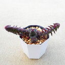 茜の塔 クラッスラ 多肉植物 サボテン アガベ 塊根植物 ユーフォルビア 寄せ植え インテリア 観葉植物 おしゃれ 雑貨