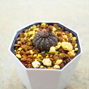 士童 フライレア 多肉植物 サボテン アガベ 塊根植物 ユーフォルビア 寄せ植え インテリア 観葉植物 おしゃれ 雑貨