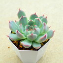 ブラックネイル エケベリア 多肉植物 サボテン アガベ 塊根植物 ユーフォルビア 寄せ植え インテリア 観葉植物 おしゃれ 雑貨 韓国苗
