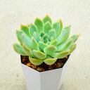 花月夜 エケベリア 多肉植物 寄せ植え インテリア 観葉植物 おしゃれ 雑貨