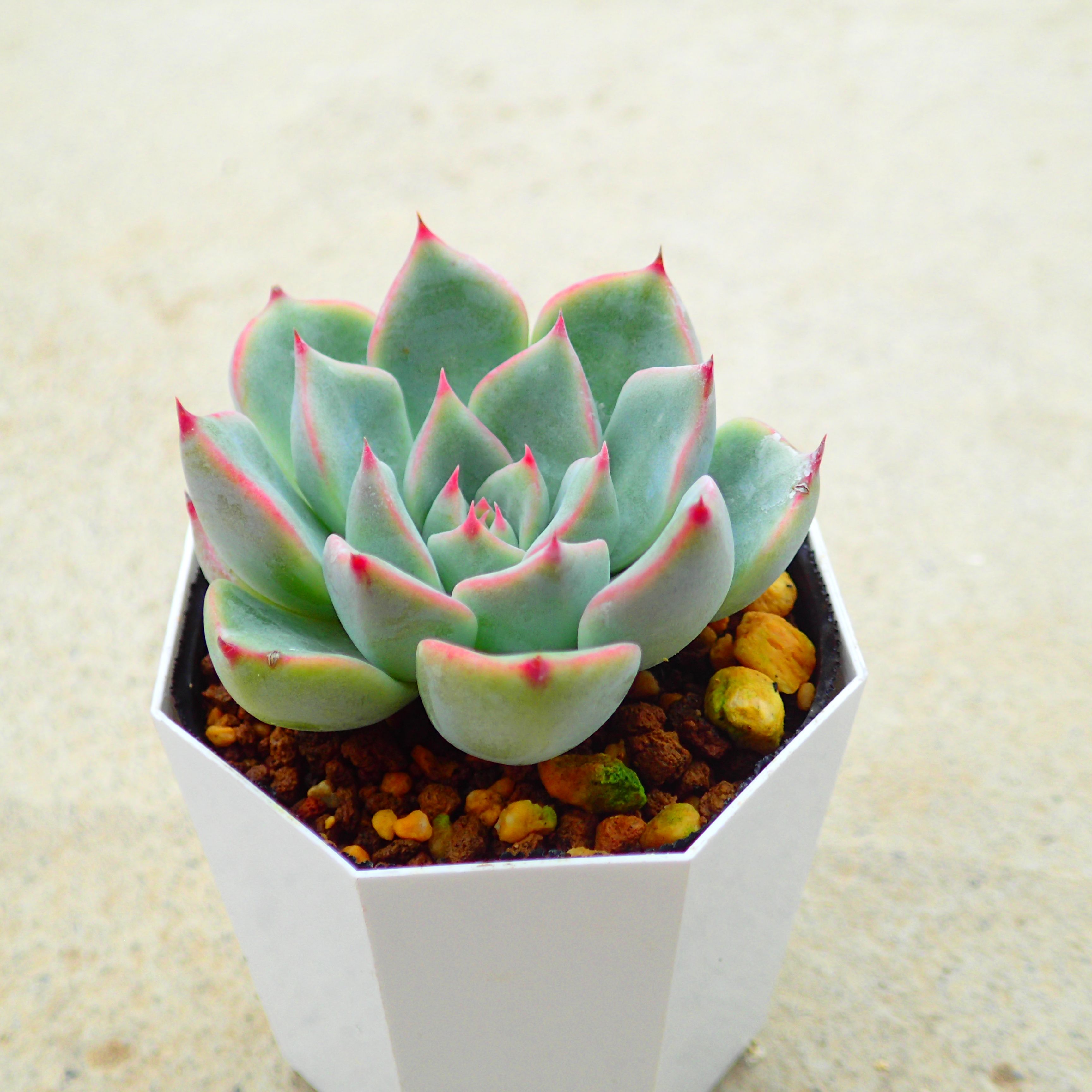 チワワエンシス　イエコラ　エケベリア　多肉植物　寄せ植え　インテリア　観葉植物　おしゃれ　雑貨のサムネイル