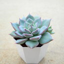リンゼアナ1 エケベリア 多肉植物 サボテン アガベ 塊根植物 ユーフォルビア 寄せ植え インテリア 観葉植物 おしゃれ 雑貨