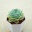 サラ姫 エケベリア 多肉植物 寄せ植え インテリア 観葉植物 おしゃれ 雑貨