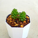 レッドベリー セダム 多肉植物 サボテン アガベ 塊根植物 ユーフォルビア 寄せ植え インテリア 観葉植物 おしゃれ 雑貨