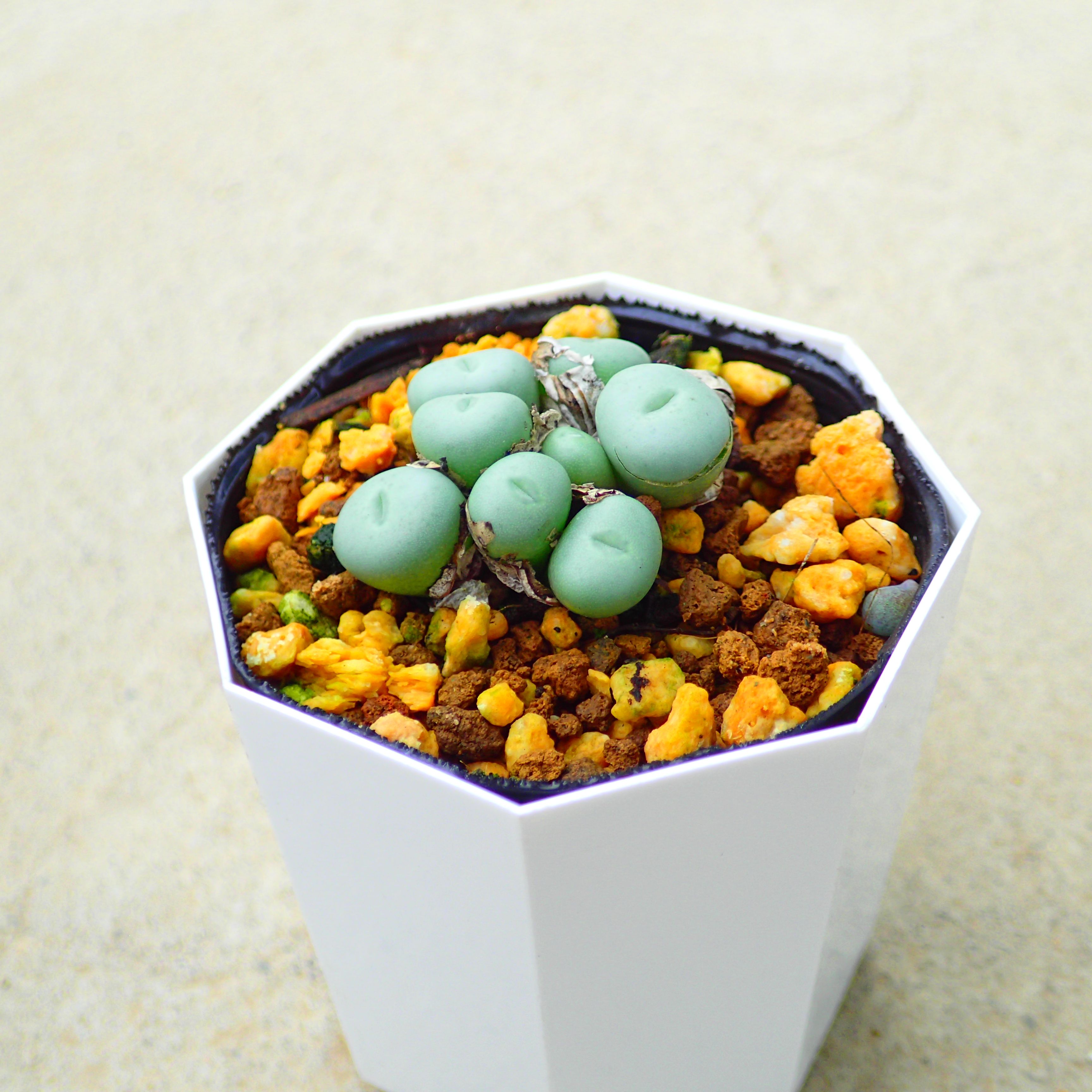 群碧玉コノフィツム多肉植物サボテン...