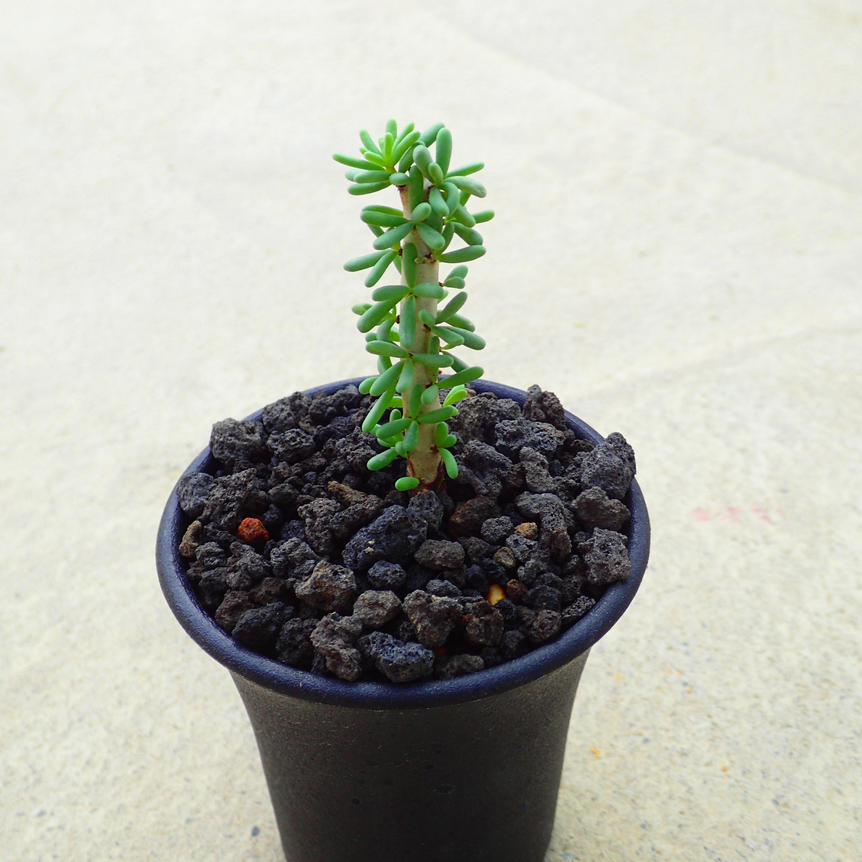 ナマクエンシス　ケラリア　多肉植物　ビザールプランツ　サボテン　アガベ　塊根植物　ユーフォルビア..