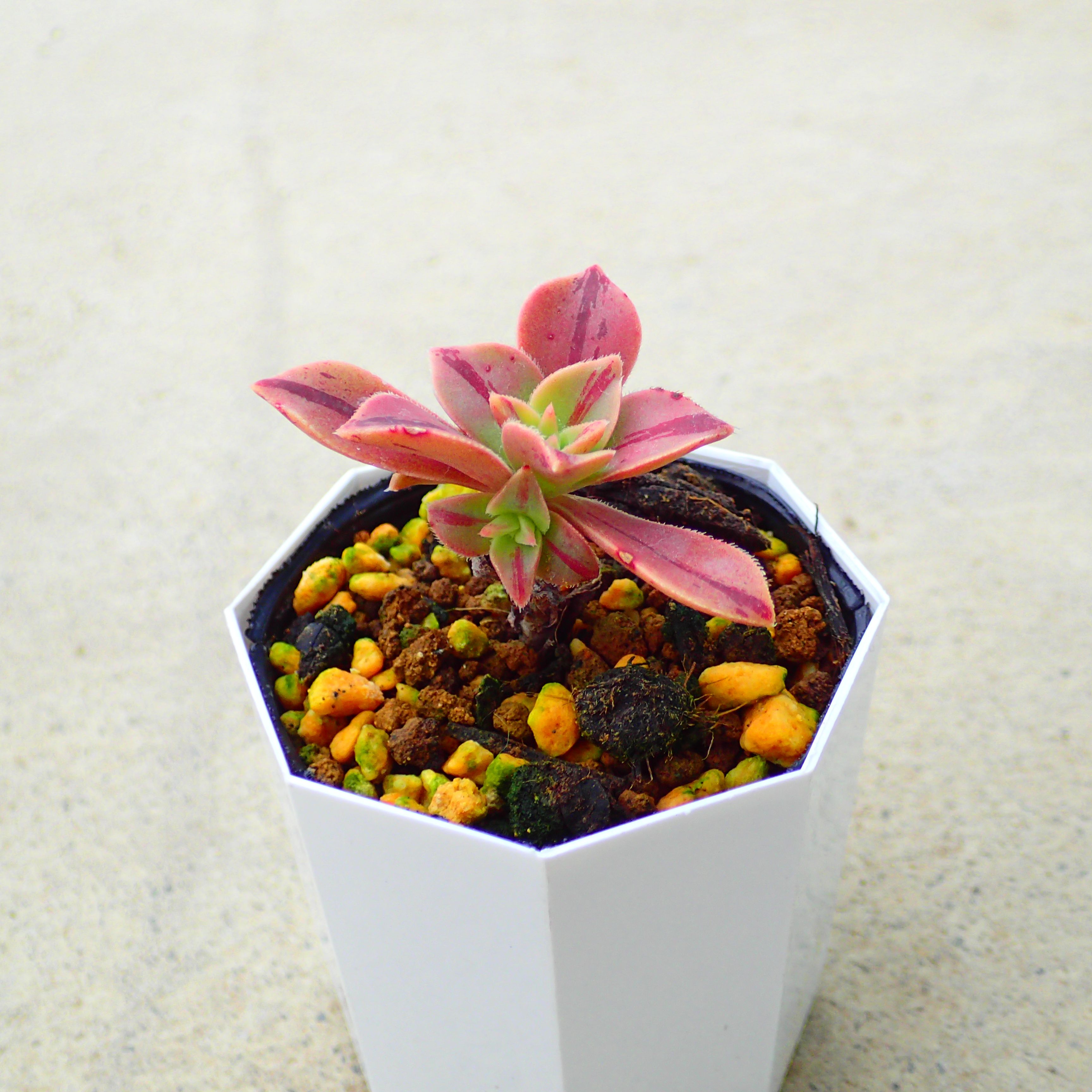 レウコブレファラムアエオニウム多肉...