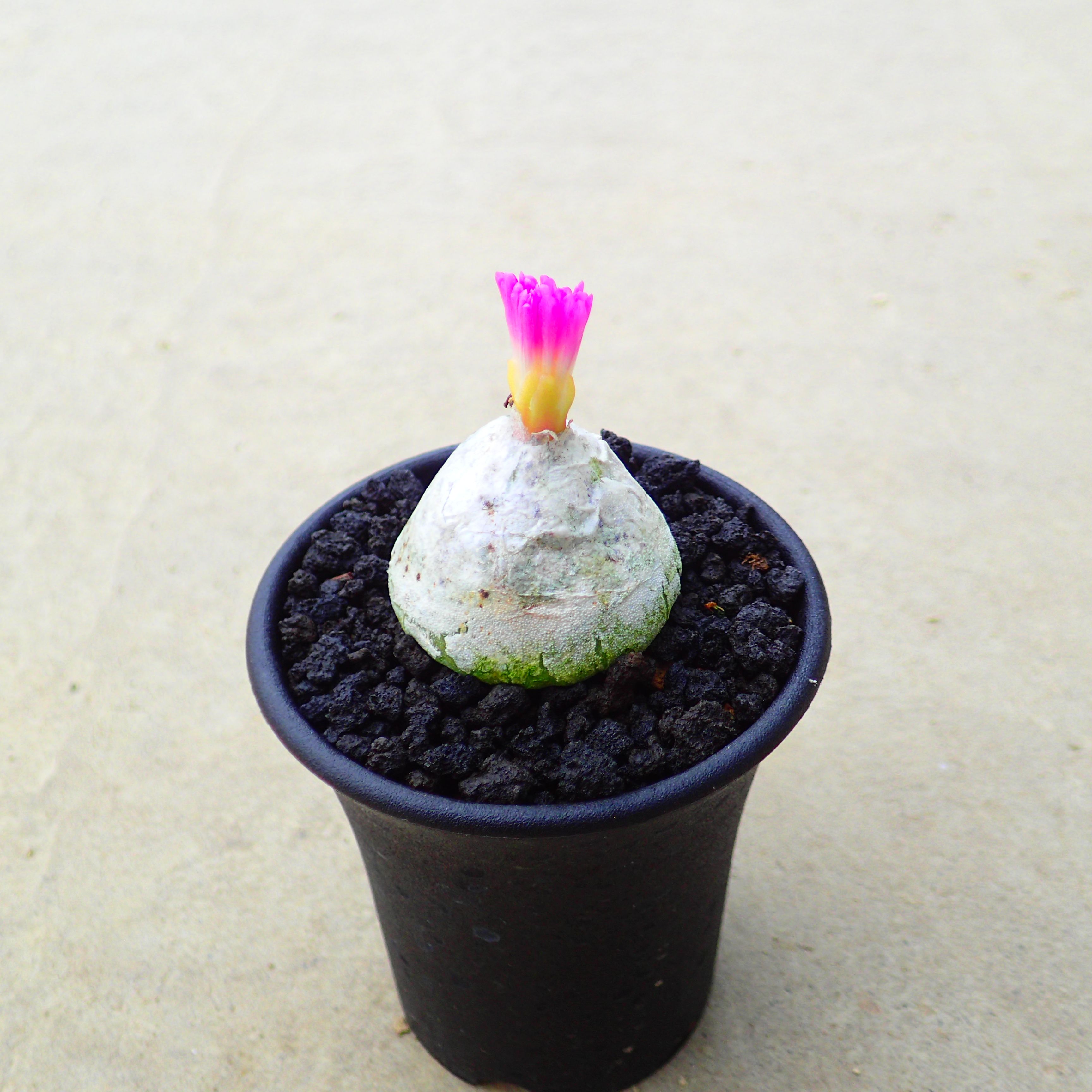 ブルゲリコノフィツム多肉植物サボテ...