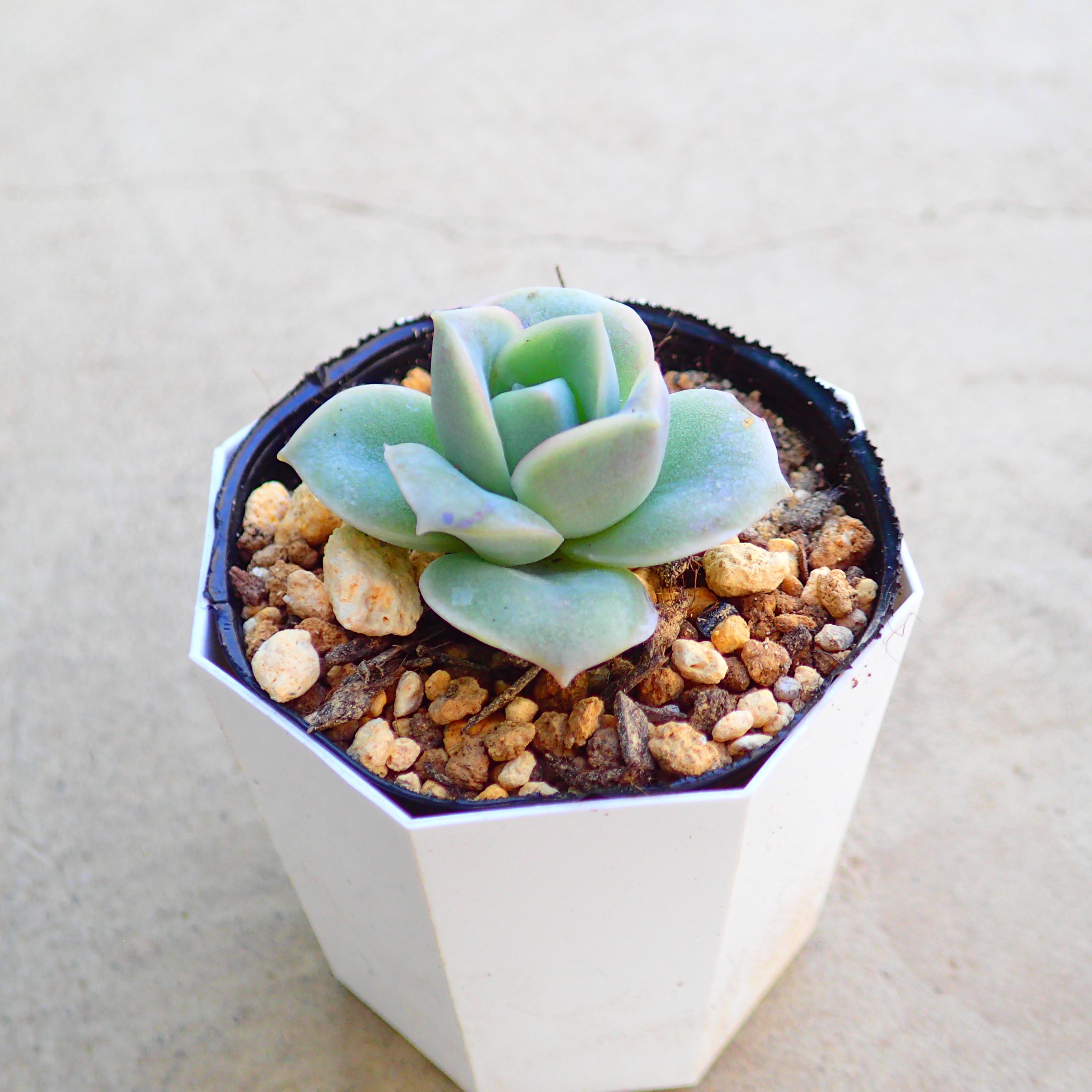 ラブリーローズ　エケベリア　多肉植物　サボテン　アガベ　塊根植物　ユーフォルビア　寄せ植え　イン..