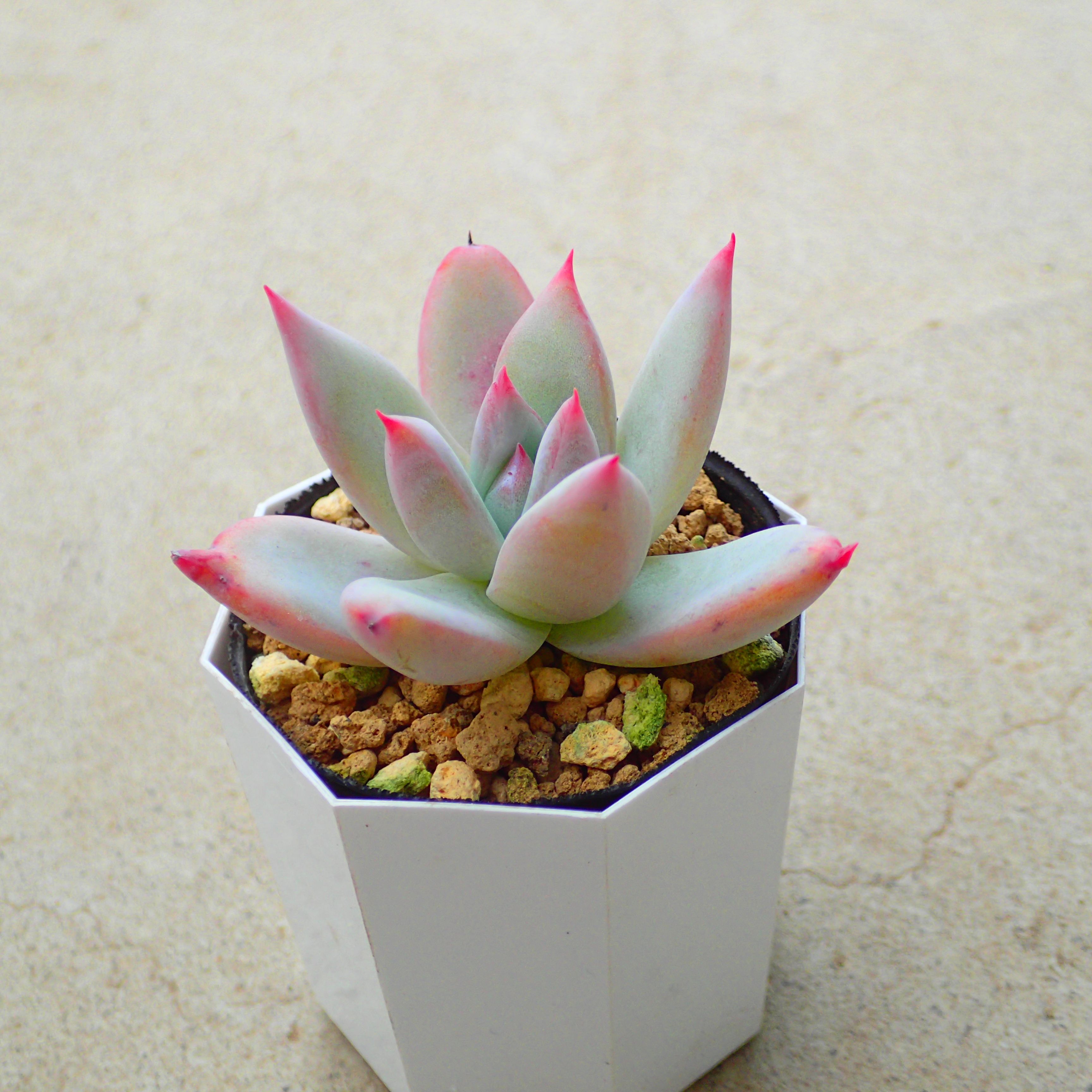 コロラータ　タパルパ　エケベリア　多肉植物　サボテン　アガベ　塊根植物　ユーフォルビア　寄せ植え　インテリア　観葉植物　おしゃれ　雑貨