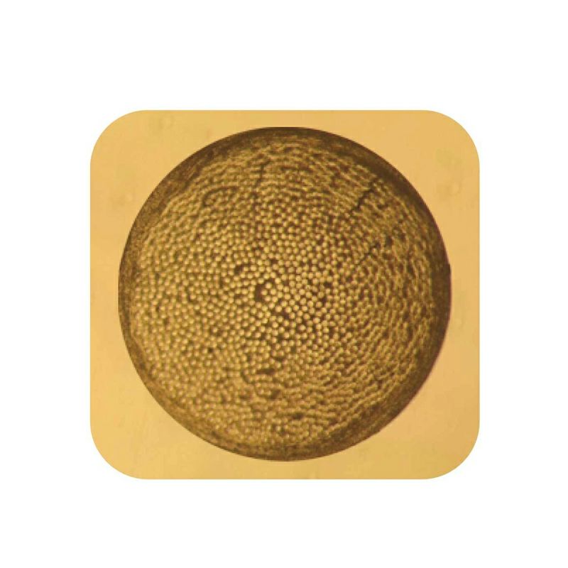 トアルソン(TOALSON)ストリング BIOLOGIC CR1296 1.25mm(バイオロジック CR1296 1....