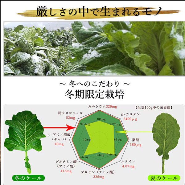 驚きの1杯 55円 100杯分 遠赤青汁 有機遠赤ケール 100g 2袋セット 品番: 2010-2 ラフィートスポーツ lafitte-10287387 Lafitte ラフィートスポーツ サンプル画像3