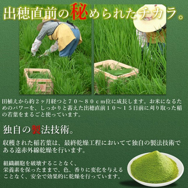 遠赤青汁 有機遠赤稲若葉 100g 2020 ラフィートスポーツ