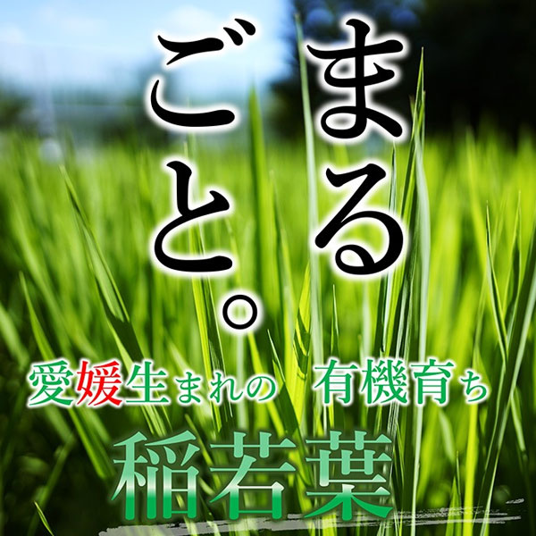 遠赤青汁 有機遠赤稲若葉 100g 5袋セット＋1袋サービス 2020-5 ラフィートスポーツ lafitte-10287400 Lafitte ラフィートスポーツ サンプル画像2