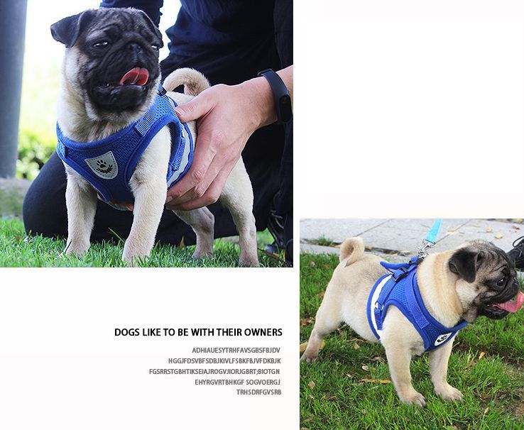 送料無料 ハーネス リード 2点セット 犬用 猫用 小型犬 中型犬 ペット用品 メッシュ 反射材付き 光る 無地 夜間 胴輪 シンプル ワンポイント 赤 青 グレー レッド ブルー laforest-10013076 LaForest サンプル画像2