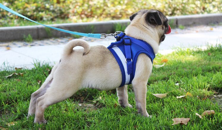 送料無料 ハーネス リード 2点セット 犬用 猫用 小型犬 中型犬 ペット用品 メッシュ 反射材付き 光る 無地 夜間 胴輪 シンプル ワンポイント 赤 青 グレー レッド ブルー laforest-10013076 LaForest サンプル画像3
