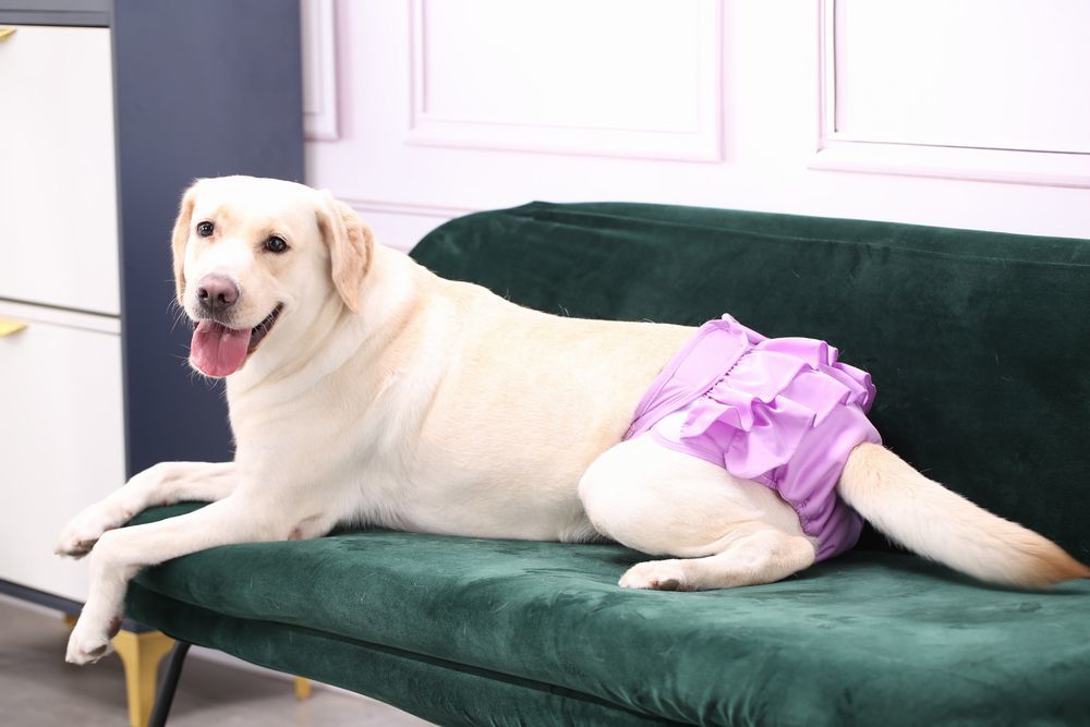 送料無料 犬用サニタリーパンツ マナーパンツ 生理パンツ おむつカバー ペット用品 犬 ドッグウェア トイレ用品 フリル 便利 かわいい 2
