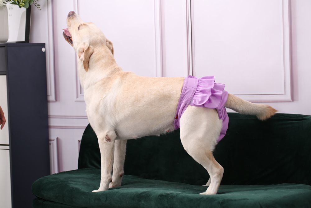 送料無料 犬用サニタリーパンツ マナーパンツ 生理パンツ おむつカバー ペット用品 犬 ドッグウェア トイレ用品 フリル 便利 かわいい 3