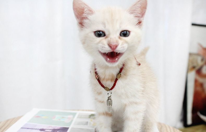 ����̵�� �ڥå���ID���ץ��� 2�ĥ��å� �»һ� �͡��ॿ�� ǭ�� ���� æ���к� �»��к� ������� ��ưʪ ���� ���гݤ� �ͥ��� ������ �ڥå����� �ڥåȥ��å�
