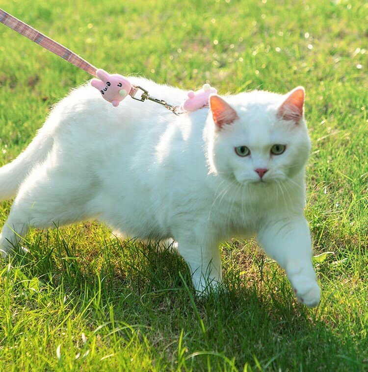 ����̵�� �ϡ��ͥ��꡼�� ƹ�� �ޥ����å��դ� �ϡ��ͥ��꡼�ɥ��å� �� ǭ ���� �ͥ� ������ �ڥå����� �����å� ��󥿥å��Хå��� ���� ���Ǥ���