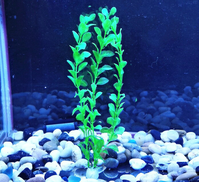 送料無料 人工水草 3本セット 造花 グリーン 熱帯魚 メダカ 金魚 水槽レイアウト ...