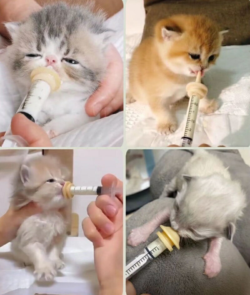 ����̵�� ���ꥳ��˥åץ� 2�ĥ��å� �˥åץ�Τ� �ڥå����� �Ҹ� ��ǭ Ϸ�� Ϸǭ ��ưʪ Ӯ�������� �ե������� �и����� ���