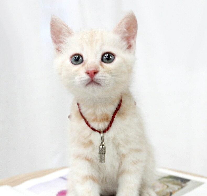 LaForestの送料無料 ペット用IDカプセル 猫用 犬用 迷子札 識別タグ ネームタグ 名札 住所 アドレス メモ入れ 小型 ミニ 軽量 大小 脱走対策 金属製 銀色 シンプル ネコ イヌ ねこ いぬ ペットグッズ｜アングル2