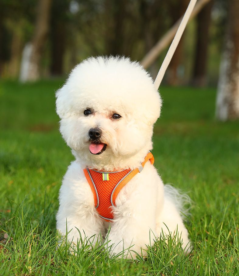 送料無料 ハーネス リード 2点セット 犬用 胴輪 ペット用品 ベスト メッシュ 通気...