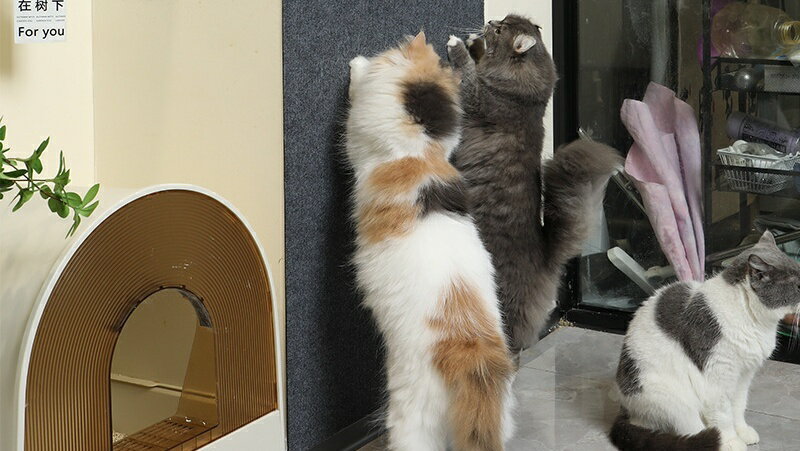 ����̵�� �ޤȤ������� �����ڥåȥ����� ǭ�� �ڥå��� 30��30cm Ž���դ� �޸��� �ޥ��� �������� ǭ �ͥ� �ڥåȥ��å�