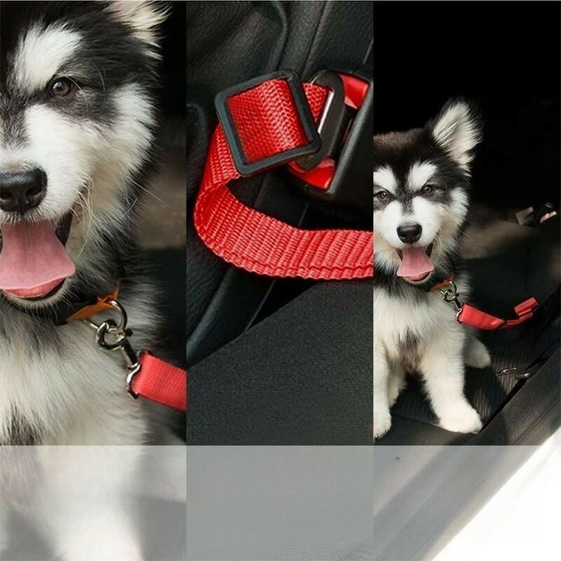 ����̵�� �ڥå��ѥ����ȥ٥�� �� ǭ �ڥå����� �ڥåȥ��å� ���ѥ٥�� �ɥ饤������ ���ѥ꡼�� ���ӽФ��ɻ� ���гݤ� ι�� �����ȥɥ� ��������