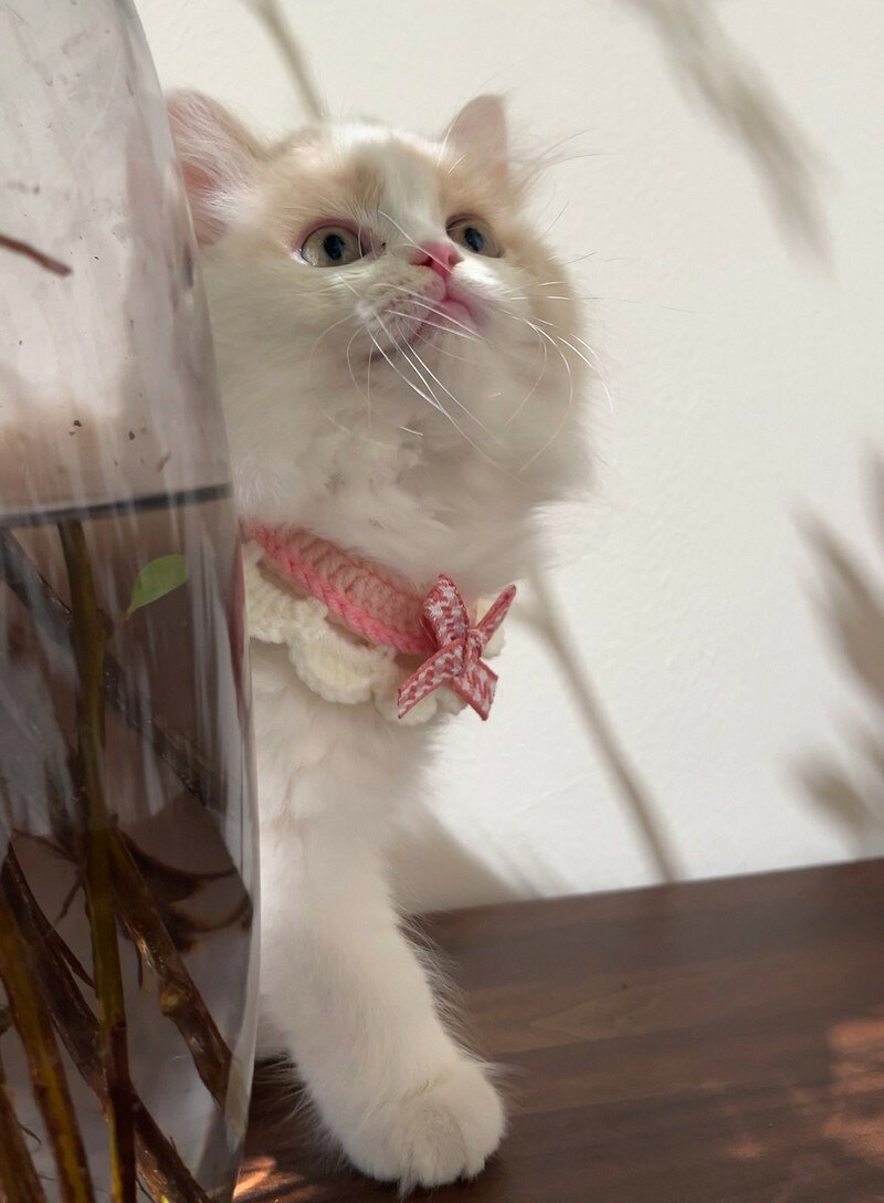 送料無料 ペット用スタイ マフラー チョーカー ニット 猫 ネコ 犬 イヌ ペット用 ...