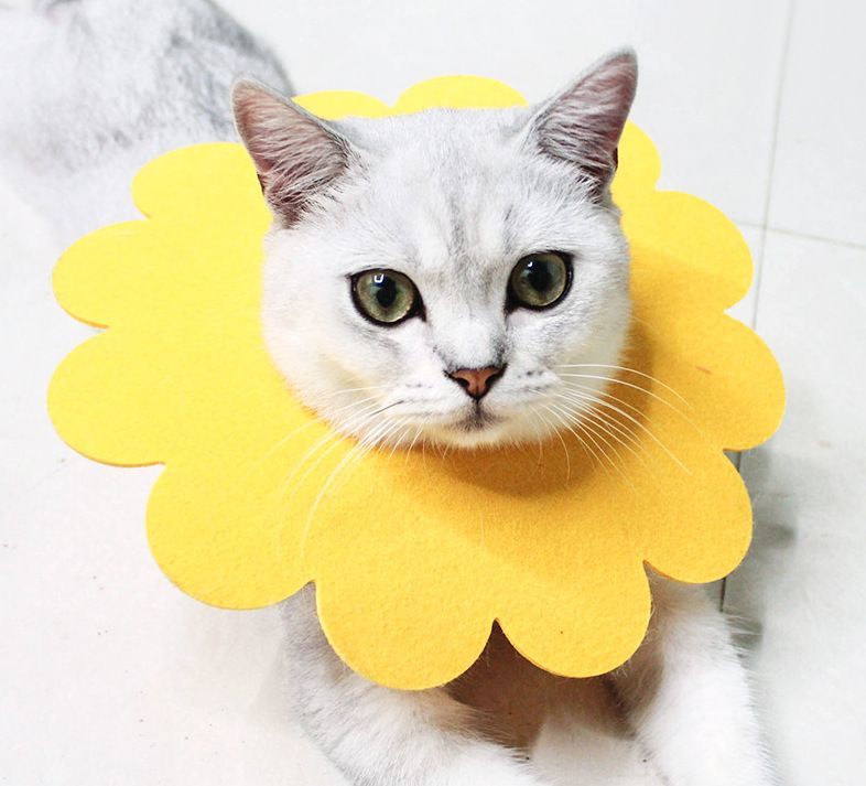 ����̵�� ���ꥶ�٥����顼 ǭ �� �ڥå����� �Ѹ奦���� �ե������ ���� �����ݸ� ���� �����ߤ� ���Ӥ��ɻ� �� �ե� ���襤��