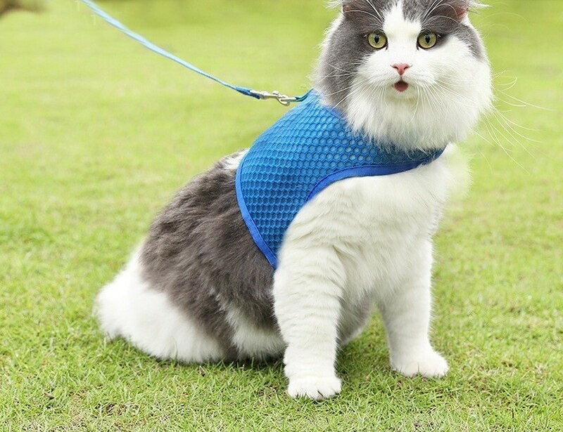 ����̵�� �ϡ��ͥ� �꡼�� 2�����å� ǭ�� �ͥ� ƹ�� �꡼���� �ڥå����� �ڥåȥ��å� �����⥰�å� ��å��� ����ɳ �������դ� D���� �Хå��� ������Ĵ��� �եå� ɳ��곰���� ������ ���Ф��� ������ ����ץ� �����奢�� ���襤�� �夻�䤹�� �� �� �� ��