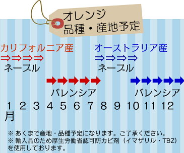 【訳あり】オレンジ ネーブル バレンシア 1玉 輸入 アメリカ産 カリフォルニア産 オーストラリア産 お試し 訳あり B品