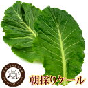 【朝採れ新鮮】ケール生葉3kg 無科学肥料・化学合成農薬不使用！！ ケール 国産 生 葉 茨城県産 産地直送 農家直送 朝採り野菜 3kg 青汁 スムージー ジュース オススメ【ラッキーシール対応】