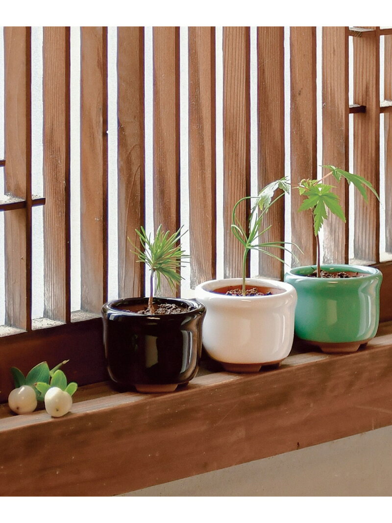【SALE／10%OFF】育てるグリーン[豆盆栽] LAKOLE ラコレ インテリア・生活雑貨 その他のインテリア・生活雑貨 グリーン【RBA_E】[Rakuten Fashion]