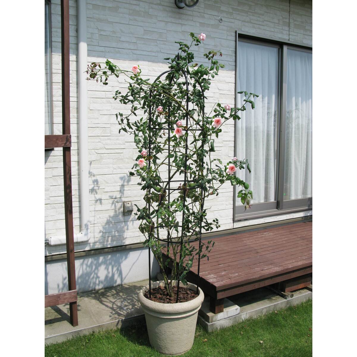 DAIM ���ӥˡ��� ���⡼�륪�٥ꥹ�� 120cm ��6�Ĥޤ�1�ĸ���