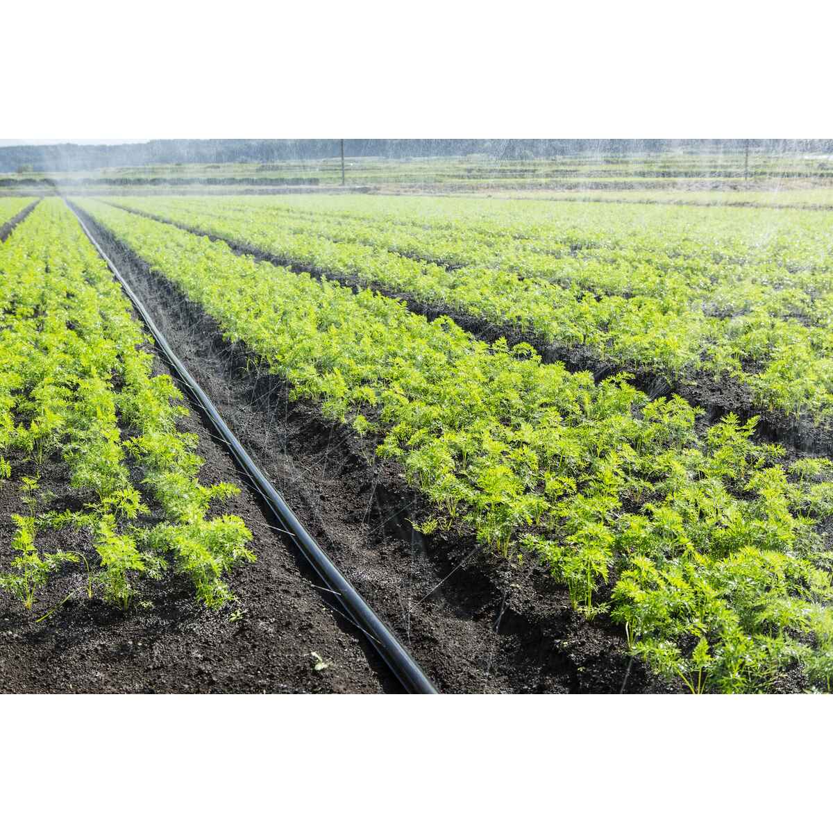 住化農業資材 スミレイン40 55m 潅水チューブ 灌水チューブ