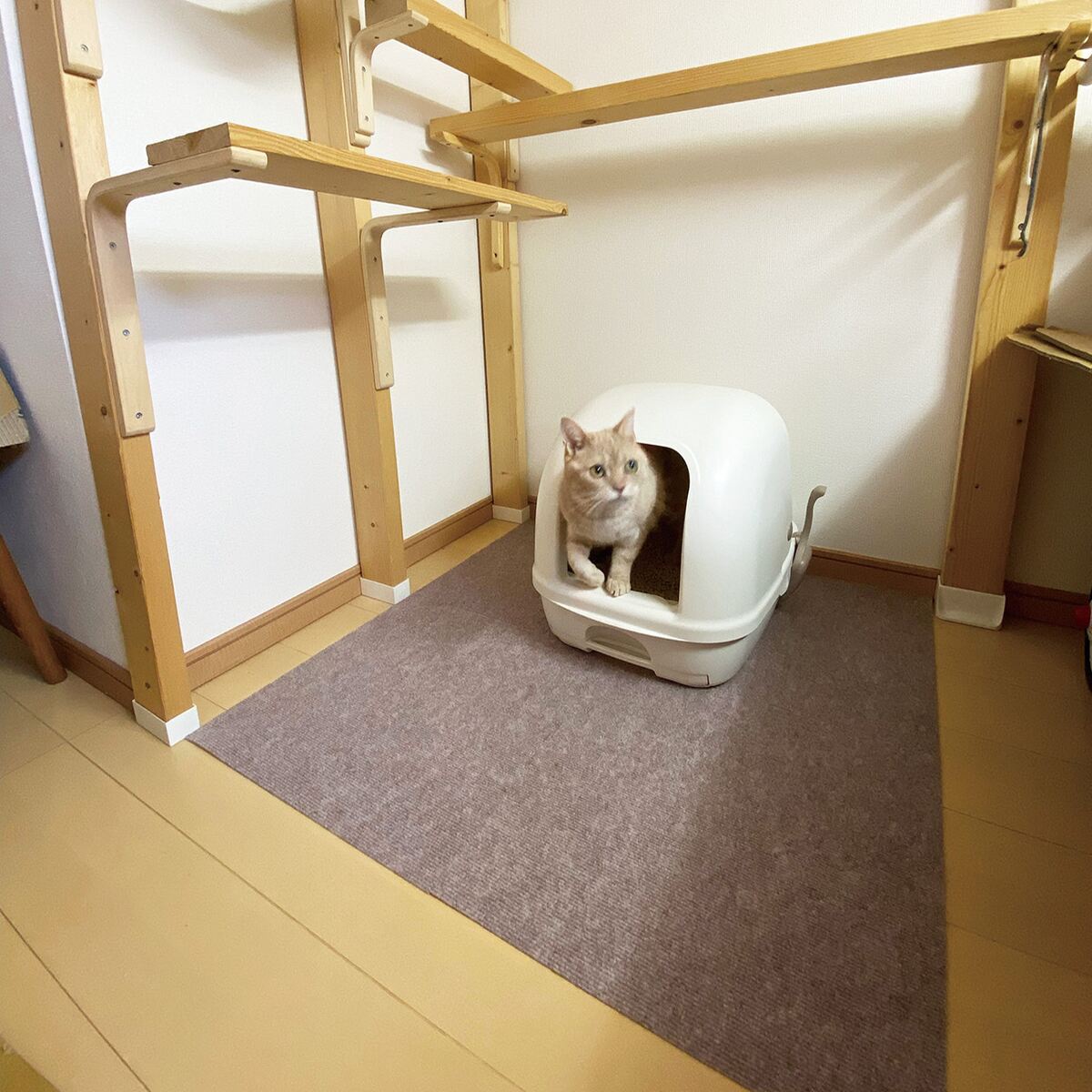 �勵�ʥٹ��� �Ϥÿ����Ԥ��ޥå�45cm �١����� 4���� HKPL-4506-4P��10�� ����������