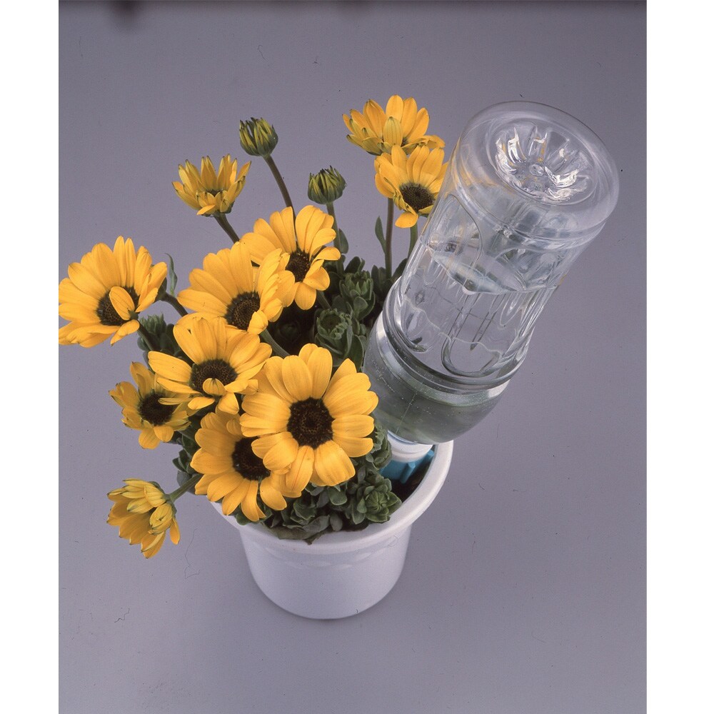 ����ѥ� �ꥵ������ ��夯�� 2���� 799016